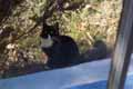 Visiting Cat 1