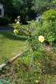 Yellow Rose